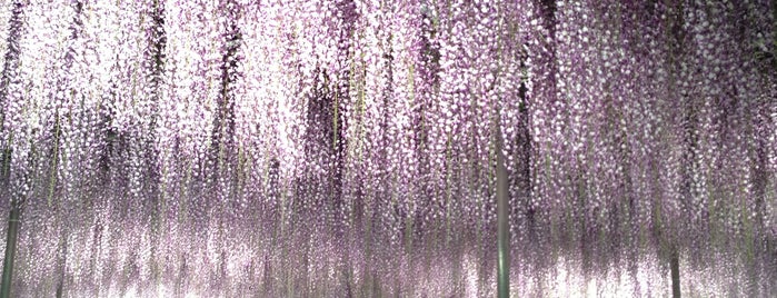 Ashikaga Flower Park is one of 足利.