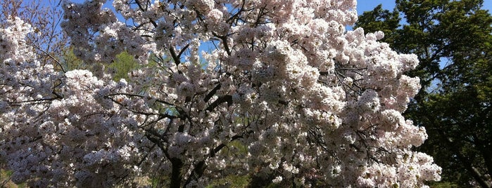 Sakura Matsuri Cherry Blossom Festival is one of Foodie Love in Brooklyn.