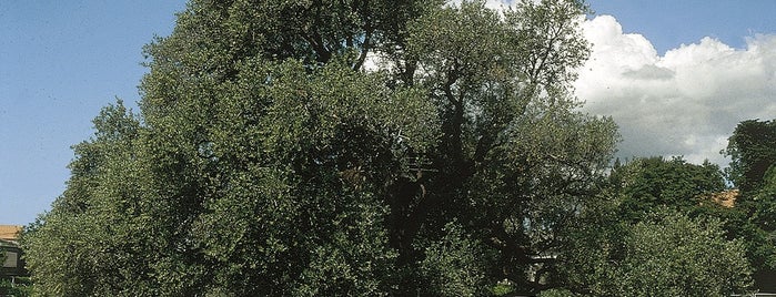 The Old Olive is one of Natural beauties of Central Dalmatia.