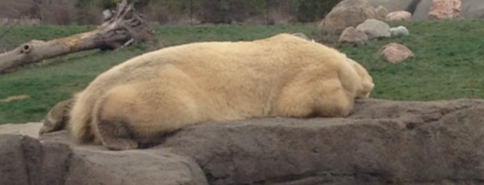 Battelle Ice Bear Outpost is one of Things To Do --- NEAR Home.