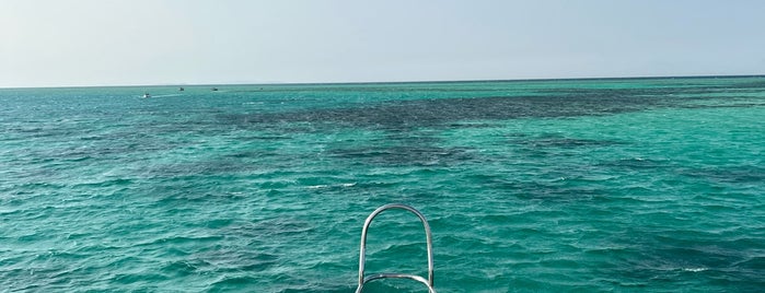 Red Sea Coral Reef is one of Random Places To Go.