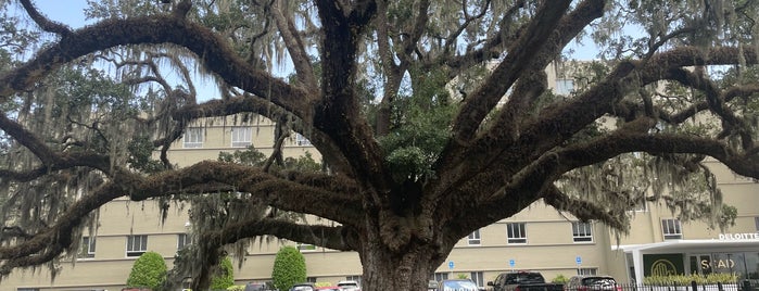The Candler Oak is one of Savannah.