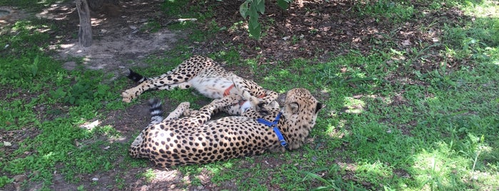 Chaminuka Safari is one of Lusaka, Zambia.