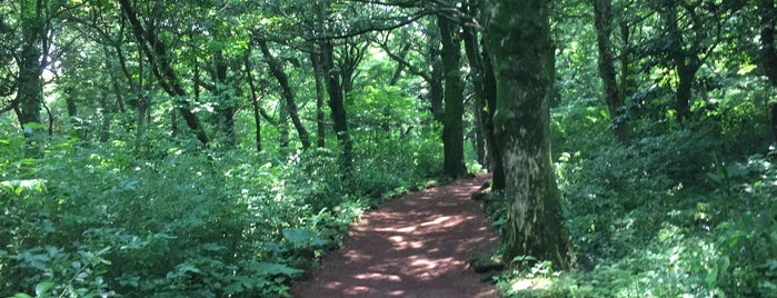 Bija Forest is one of 제주 Jeju.