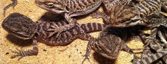Underground Reptiles is one of Locais curtidos por Ciri.