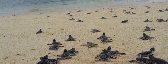 Turtle Island is one of Малайзия.