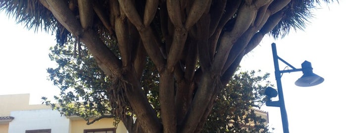 Драконовое дерево is one of Tenerife.