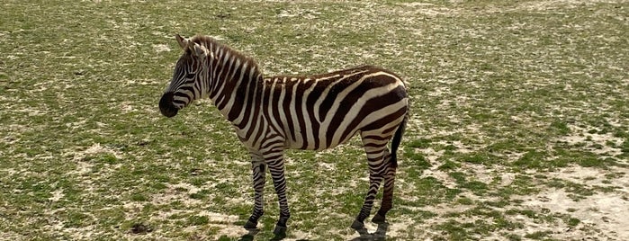 Cape May County Park & Zoo is one of Alwayspets.com Top 50 Zoo’s in the US.