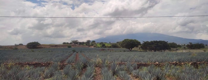 Volcan De Tequila is one of Moni 님이 좋아한 장소.