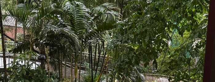 Kuala Lumpur Bird Park is one of Koala lumpur.