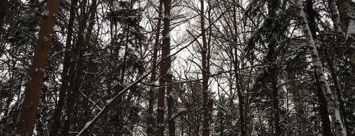 Матвеевский (Волынский) лес is one of новое.