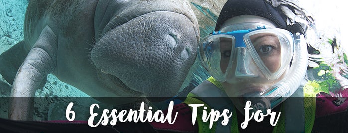 Swimming With The Manatees is one of Nord-Florida Panhandle / USA.