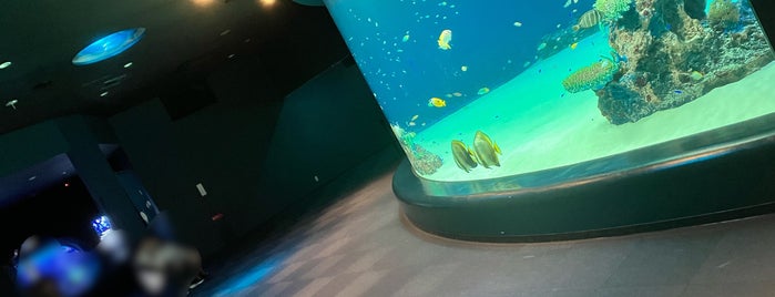 マリホ水族館 is one of 日本の水族館 Aquariums in Japan.