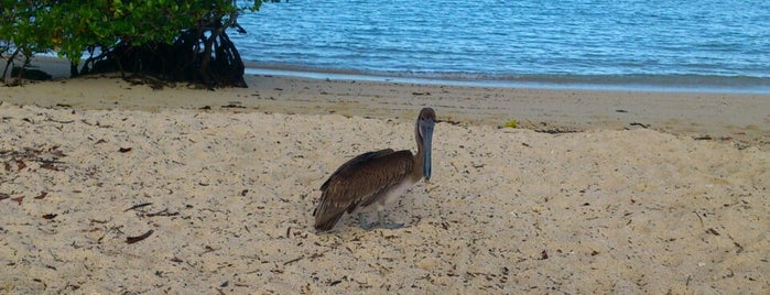 Playa de los Alemanes is one of Islas Galápagos.