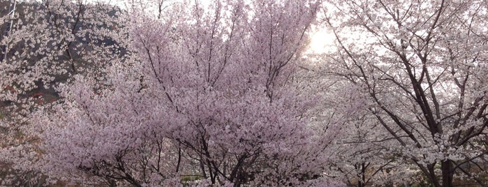 Arashiyama Park is one of Travel : Sakura Spot.
