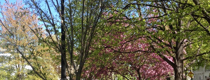 Linden Park is one of Nearby Neighborhoods: Brookline Village.