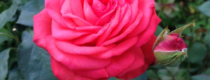 International Rose Test Garden is one of Posti che sono piaciuti a Chrisito.