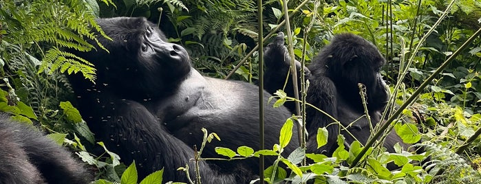 Bwindi Impenetrable National Park is one of Random Places To Go.