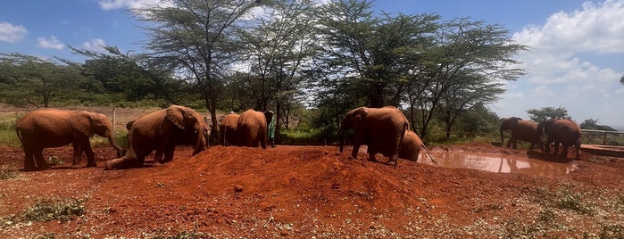 The David Sheldrick Wildlife Trust is one of Afrika ka ka.