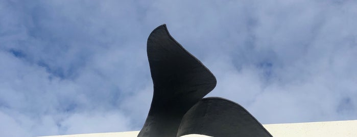 Azores Whale Watching TERRA AZUL is one of Kimmie: сохраненные места.