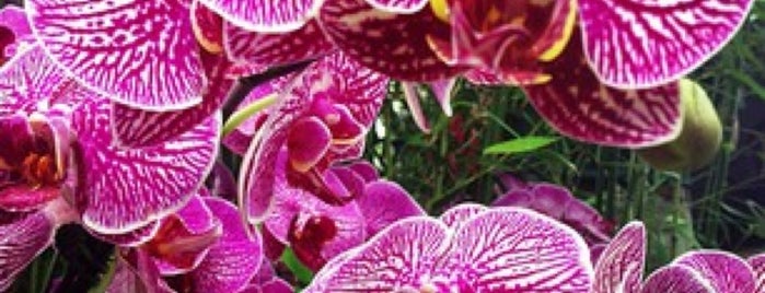 The Orchid Show At New York Botanical Gardens is one of Arthur Ave / BRONX Finds.