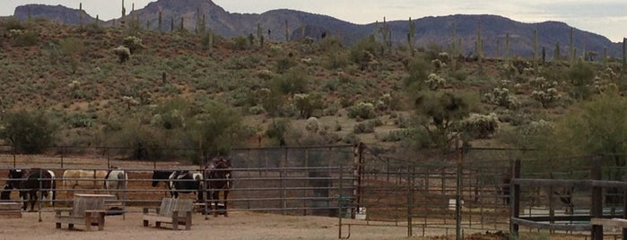 Don Donnelly D Spur Ranch is one of Arizona: Tempe and Phoenix Excursions.