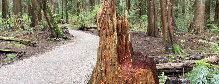 Pacific Spirit Regional Park is one of Vancouver + Victoria BC.
