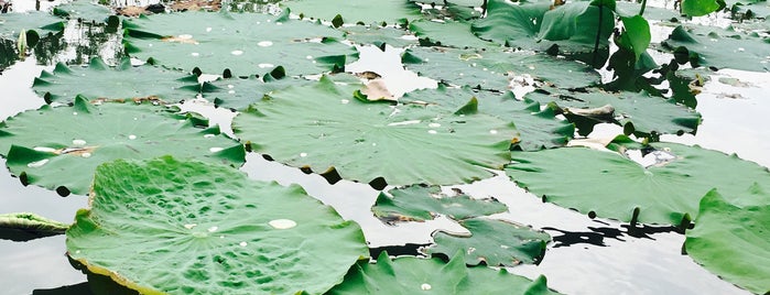 Xixi National Wetland Park is one of CJ : понравившиеся места.