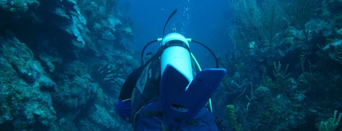 Ecologic Divers is one of Locais curtidos por Albert.