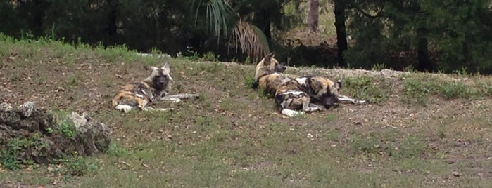 African Wild Dogs is one of Lieux qui ont plu à Miriam.