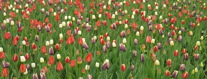 Tulip Festival Headquarters is one of Lieux sauvegardés par Noelia.