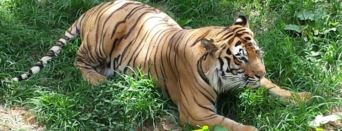 Crown Ridge Tiger Sanctuary is one of Posti salvati di Michael.