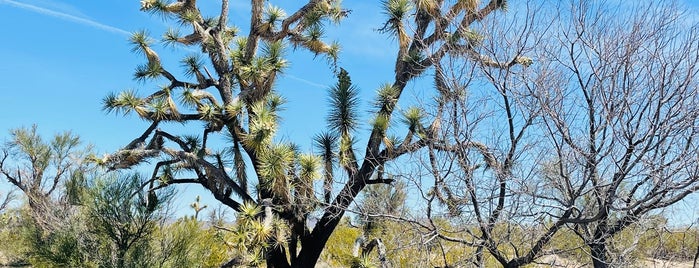 Joshua Tree National Forest is one of Arizona Road Trip.