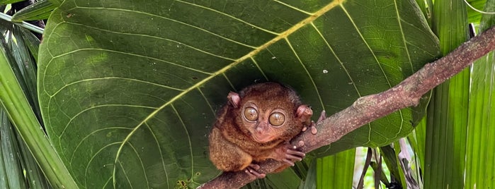 Tarsier Conservation Area is one of Philippines 2016.