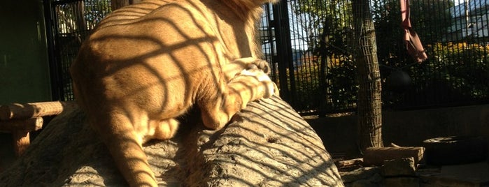 わんぱーくこうち アニマルランド is one of 動物園.