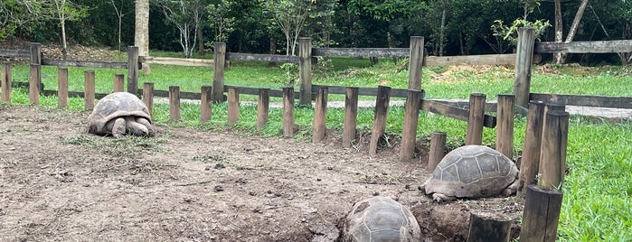 Giant Tortoises is one of Mauritius.