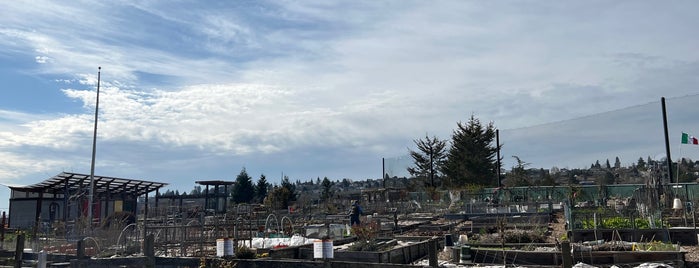 Interbay P-Patch is one of Seattle's 400+ Parks [Part 3].