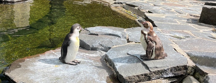 Pavilon tučňáků is one of ZOO Praha.