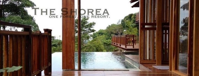 The Shorea is one of Activities.