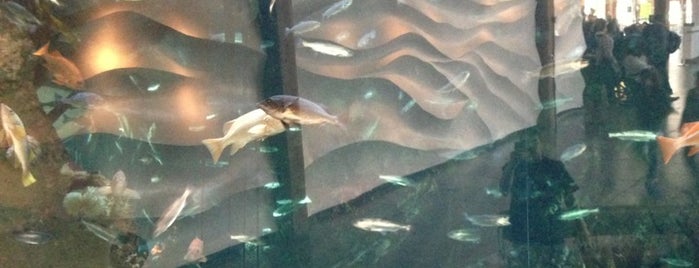 Seattle Aquarium is one of #BRAVENEWTOES Road Trip.