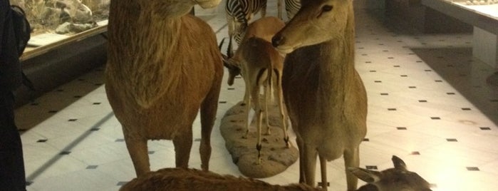 Goulandris Natural History Museum is one of Athens Museums.