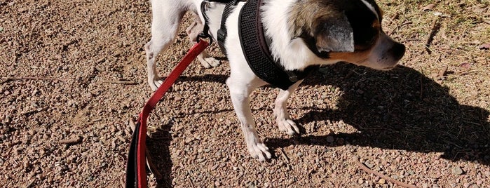 Dog-friendly places in Tucson