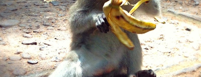 Sacred Monkey Forest Sanctuary is one of Bali.