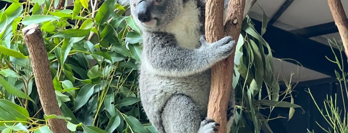 Lone Pine Koala Sanctuary is one of Brisbane.