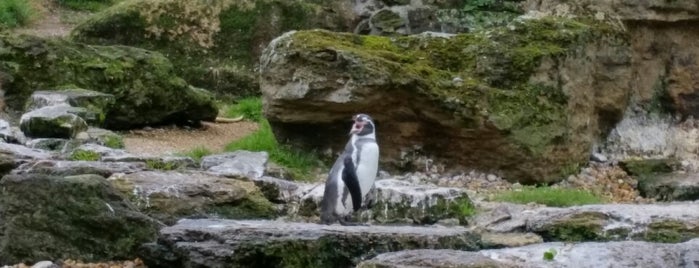 Penguin Cove is one of Chessington World of Adventures - Everything.