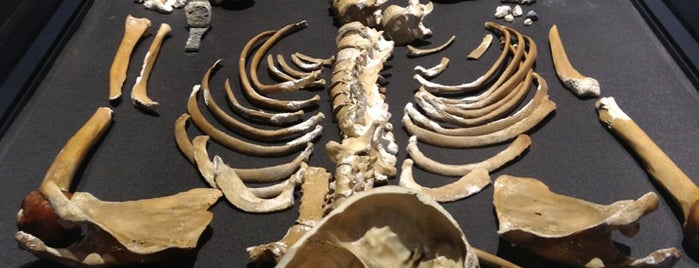 Forensic Anthropology Lab - Smithsonian's National Museum Of Natural History is one of Lieux sauvegardés par Kimmie.
