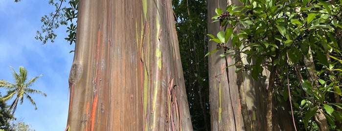 Painted Trees is one of Maui.