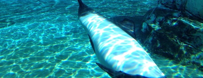 Commerson's Dolphin Exhibit is one of สถานที่ที่ Lizzie ถูกใจ.