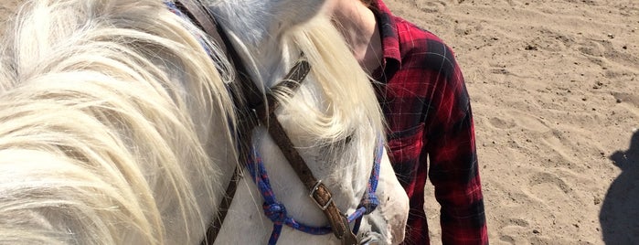 Moose Mountain Horseback Adventures is one of Posti che sono piaciuti a Joshua.