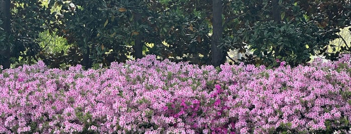 Dallas Arboretum Japanese Garden is one of DFW.